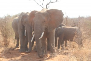 Cara_Africa