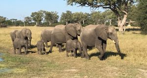 Zambezi River & Hwange Safari