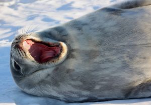 Antarctica