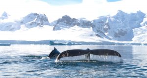 Ponant Antarctica