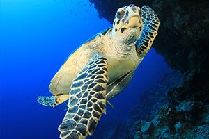 Kimberley_Hawksbill Sea Turtle