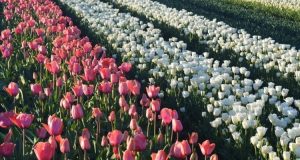 West Coast Tasmania & Tulips