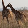 Southern African Safari
