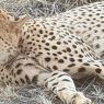 Southern African Safari