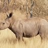 Southern African Safari