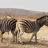 Southern African Safari