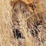 Southern African Safari