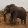 Southern African Safari